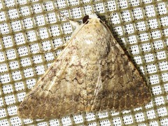 Pandesma quenavadi