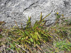 Microseris scapigera