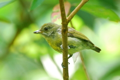 Crimson-Breasted Flowerpecker photo 1