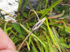 Microseris scapigera