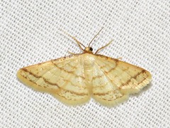 Heterostegane rectistriga