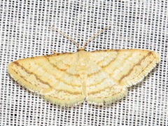 Heterostegane rectistriga