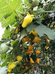 Solanum mammosum