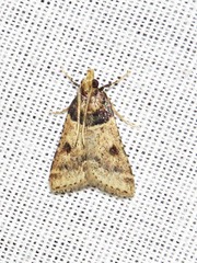 Loryma basalis