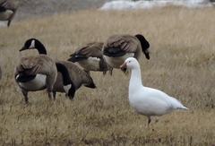 Anser caerulescens × rossii