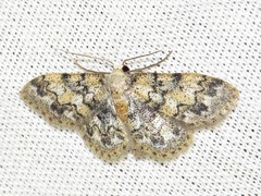 Idaea fumilinea