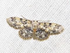 Idaea fumilinea