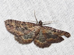 Horisme obscurata obscurata