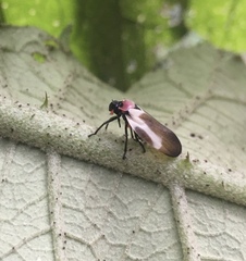 Sphenorhina quadrifera