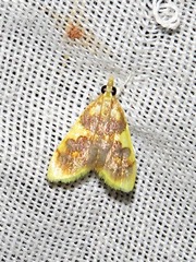 Sameodesma xanthocraspia