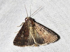 Condica capensis