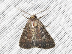 Condica capensis