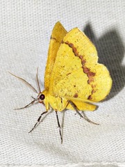 Petrodava leucicolor