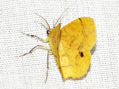 Petrodava leucicolor