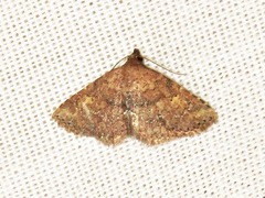 Cerynea thermesialis