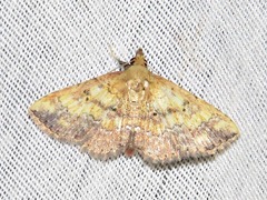 Cerynea thermesialis