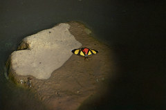 Phaegorista agaristoides