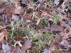 Carex muskingumensis