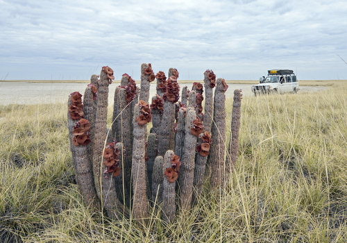 Hoodia lugardii N.E.Br. 4