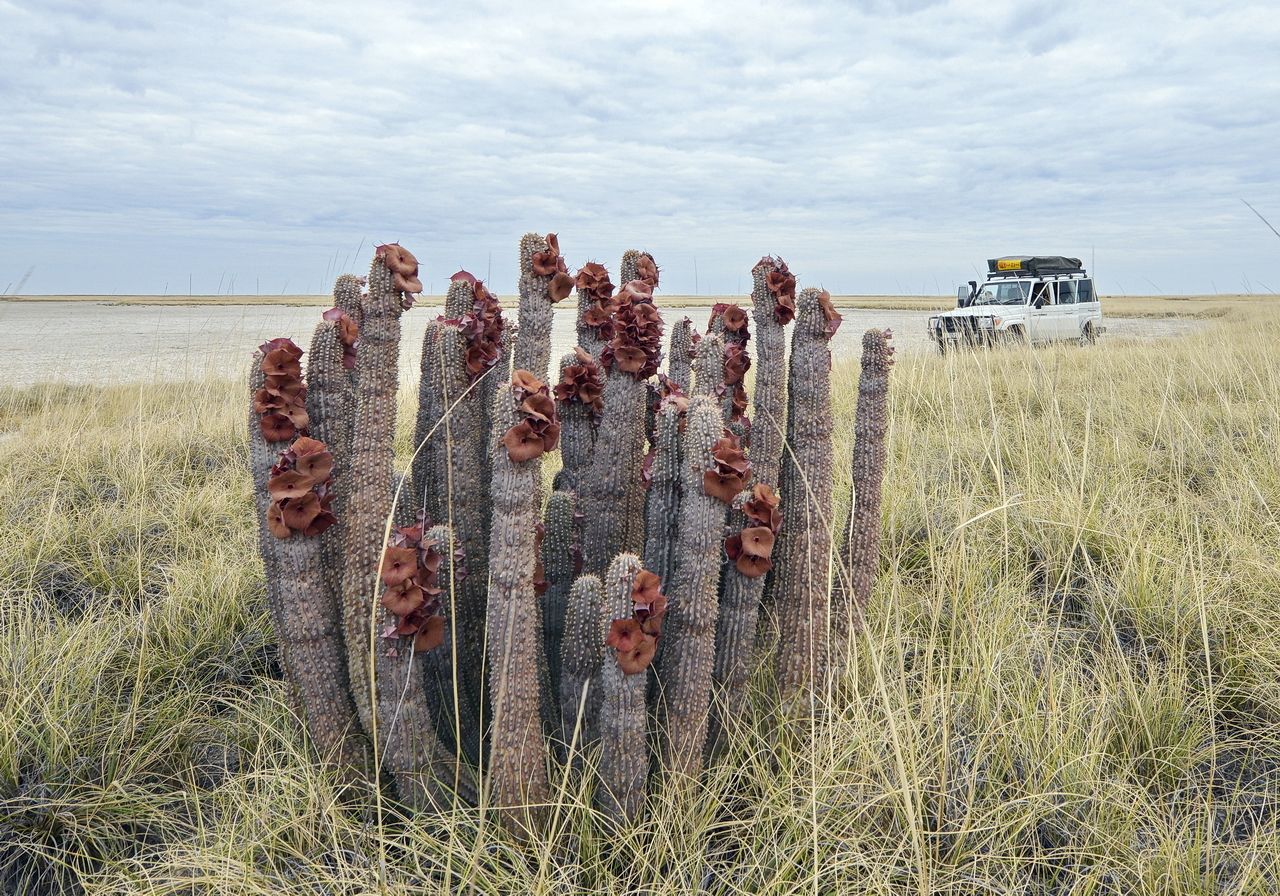 Hoodia currorii ssp. lugardii