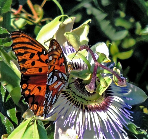 Gulf Fritillary