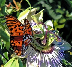 Gulf Fritillary