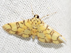 Pardomima