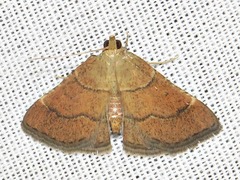 Stemmatophora depressalis