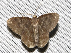 Chiasmia confuscata