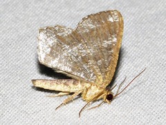 Chiasmia confuscata