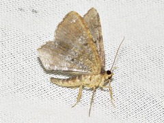 Chiasmia confuscata