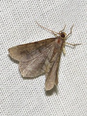 Chiasmia confuscata