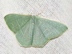 Thalassodes quadraria