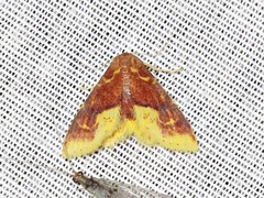 Syngatha latiflavaria