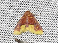 Syngatha latiflavaria