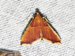 Endotricha erythralis