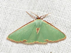 Heterorachis devocata devocata