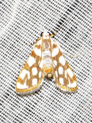 Obtusipalpis pardalis