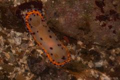 Goniobranchus bombayanus