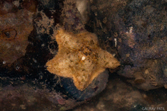 Aquilonastra