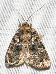 Callopistria latreillei