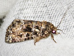Callopistria latreillei