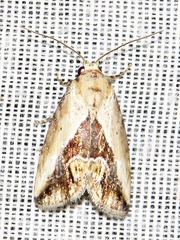 Lithacodia caffristis