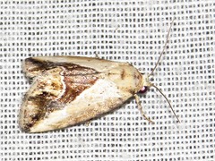 Lithacodia caffristis