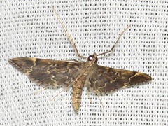 Duponchelia lanceolalis