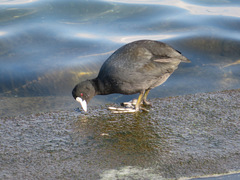 Fulica atra
