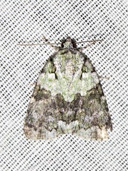 Blenina squamifera