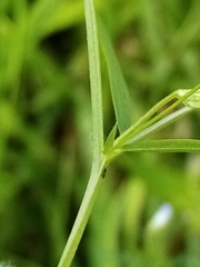Vicia tetrasperma