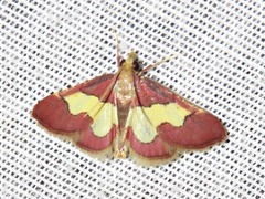 Bostra xanthorhodalis