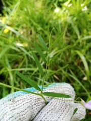 Vicia tetrasperma